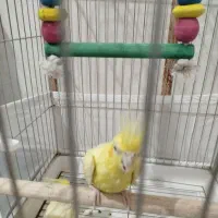 دو تا عروس هلندی خیلی زیبا و دو مرغ عشق زیبا|پرنده|قائن, |دیوار