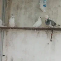 کبوتر پرشی|پرنده|آکند, |دیوار