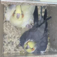 عروس هلندی