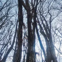 خرید انواع چوب|خدمات باغبانی و درختکاری|شیراز, گویم|دیوار