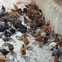 فروش جوجه مرغ و خروس نژاد گلپایگان