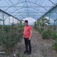 ۱۶۲۰ مترمربع سازه گلخانه اسپانیایی طرح گاتیک