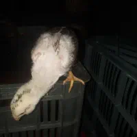 جوجه لاری اصل