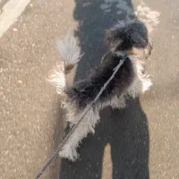 سگ شیتزو|سگ|بوشهر, |دیوار