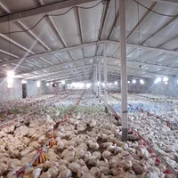 مرغداری گوشتی ۸۰ هزار قطعه ای|فروش دفتر صنعتی، کشاورزی، تجاری|شیراز, معالی‌آباد|دیوار