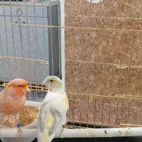 یه جفت قناری آماده