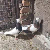 کفتر جفتگاه