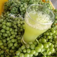آبغوره تازه و درجه یک