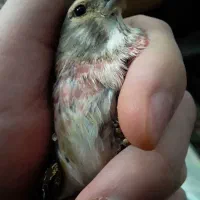 سهره سینه سرخ وگلبسرنر|پرنده|خمینیشهر, |دیوار