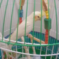 دوعدد عروس هلندی با تمام وسایل|پرنده|لنگرود, |دیوار