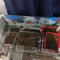 آکواریم شیشه خم|ماهی|کرج, خرمدشت|دیوار