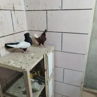 ماده سورخ دوم سفید درج یک