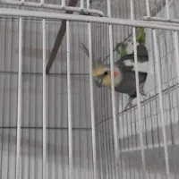 عروس هلندی نر ۸۰۰