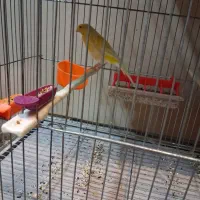 قناری|پرنده|قم, هفت تیر|دیوار