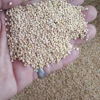 ارزن ایرانی برا پرندگان زینتی درجه یک