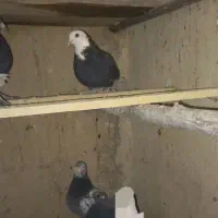 پلاکی تهرانی مسافتی آلمانی|پرنده|شریف‌آباد, |دیوار