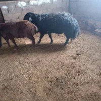 قوچ جوان|حیوانات مزرعه|جلگه شوقان, |دیوار