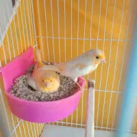 یک جفت قناری کارداده آماده جوجه کشی