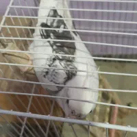 عروس هلندی|پرنده|شیروان (خراسان), |دیوار