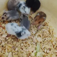 همستر.خوکچه.خرگوش.رت ویستار.موش سوری Aco pet|موش و خرگوش|زنجان, |دیوار