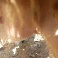 گوسفند مایه کرد