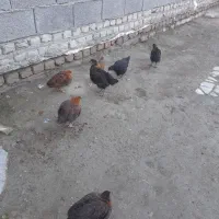 جوجه مرغ و خروس