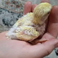 دو عدد عروس هلندی و پنج دونه طوطی برزیلی|پرنده|فردیس, فردیس|دیوار