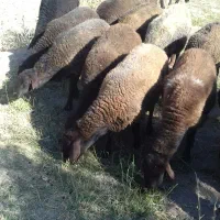 فروش بره نر افشار جنس خوب وبز اسرائیلی