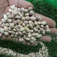 لوبیا قرمز،لوبیاچیتی،نخوددرشت،عدس ریزدرجه یک سرحد|خوردنی و آشامیدنی|مرودشت, تامین اجتماعی‎|دیوار