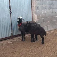 شیشک قوچ،میش زایده،بز