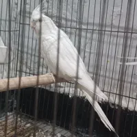 طوطی ماده البینو|پرنده|اندیمشک, |دیوار