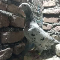 سار|پرنده|تربت‌حیدریه, باغ سلطانی|دیوار