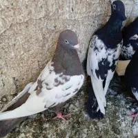 کبوتر|پرنده|تهران, آزادشهر|دیوار