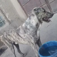 سگ نگهبان