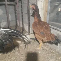 مرغ و خروس لاری|حیوانات مزرعه|نوشین شهر, |دیوار