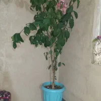 درخت پرتقال