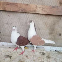 کفتر  سینه ای اصفهانی و زاغ آبادانی و پرشی|پرنده|بافق, |دیوار