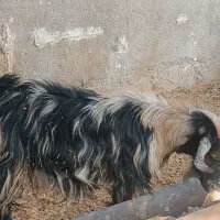 بز ابستن|حیوانات مزرعه|کازرون, |دیوار