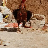 یک عدد خروس لاری|حیوانات مزرعه|تربت جام, جامرود|دیوار