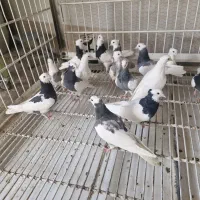 جوجه طوقی