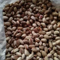 پسته تازه امسالی ومغز