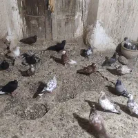 فروش کبوتر