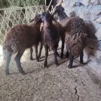 بره ماده