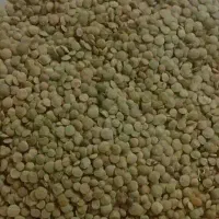 فروش عدس تازه مغان