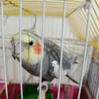 عروس هلندی گمشده در فردوان|حیوانات|اصفهان, فردوان|دیوار