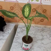 گل های طبیعی