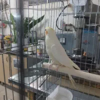 عروس هلندی|پرنده|ری, جوانمرد قصاب|دیوار