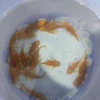 آکواریوم ماهی|ماهی|ارومیه, |دیوار