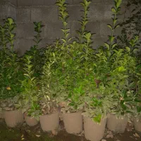 گل شمشاد|گل و گیاه طبیعی|آستانه اشرفیه, |دیوار