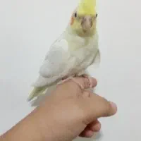 جوجه عروس هلندی ۳ماهه